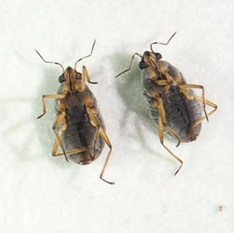Microvelia pulchella